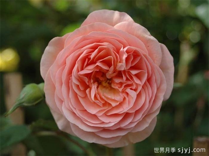 利安德尔月季(图1)