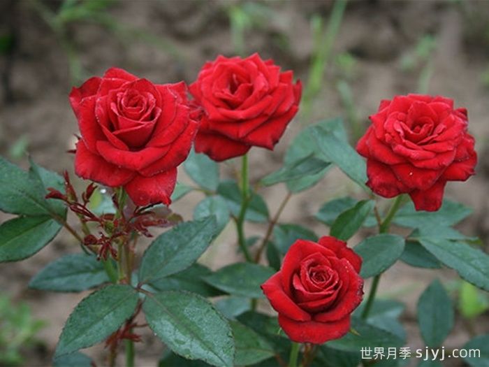 珠美月季(图1) 珠美月季(图1)