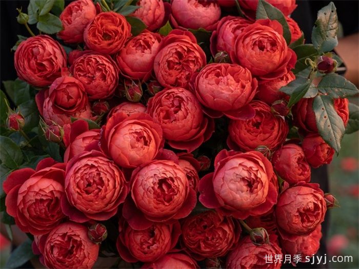 朱砂碗月季(图5)