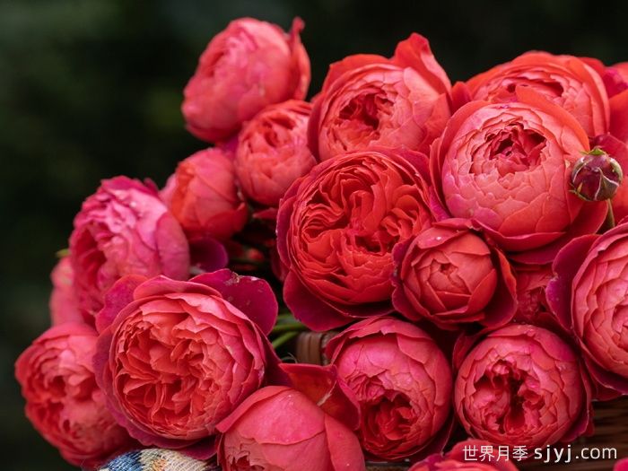 朱砂碗月季(图4)