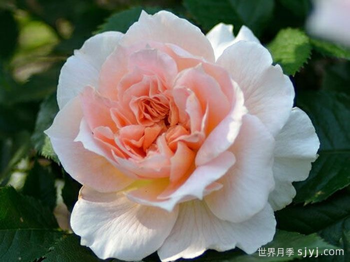 珠贝之心月季/珍珠之心月季Coeur de Nacre(图1)