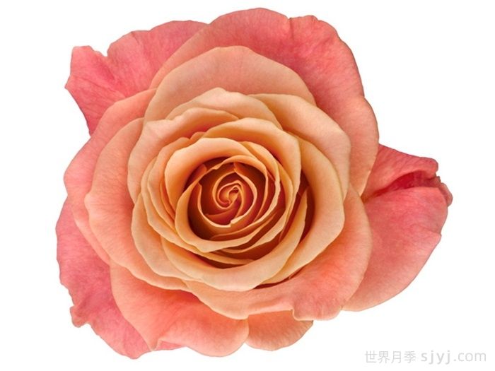 猪猪小姐月季/猪猪女孩Miss Piggy(图2)