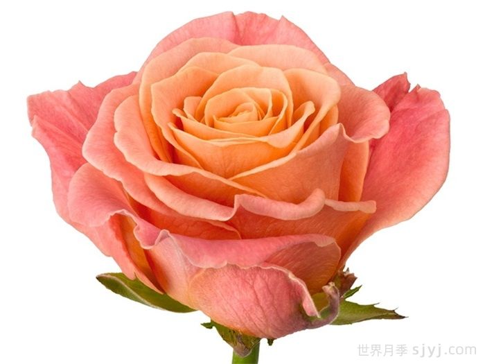 猪猪小姐月季/猪猪女孩Miss Piggy(图3)