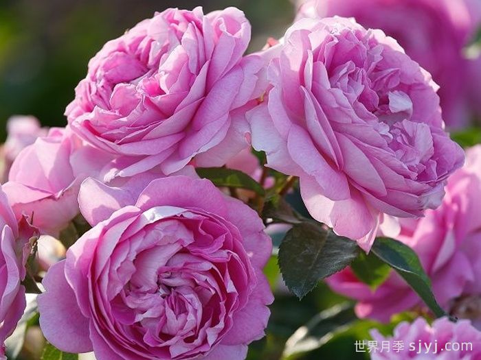 紫丁香黄玉月季/丁香黄水晶Lilac Topaz(图2)