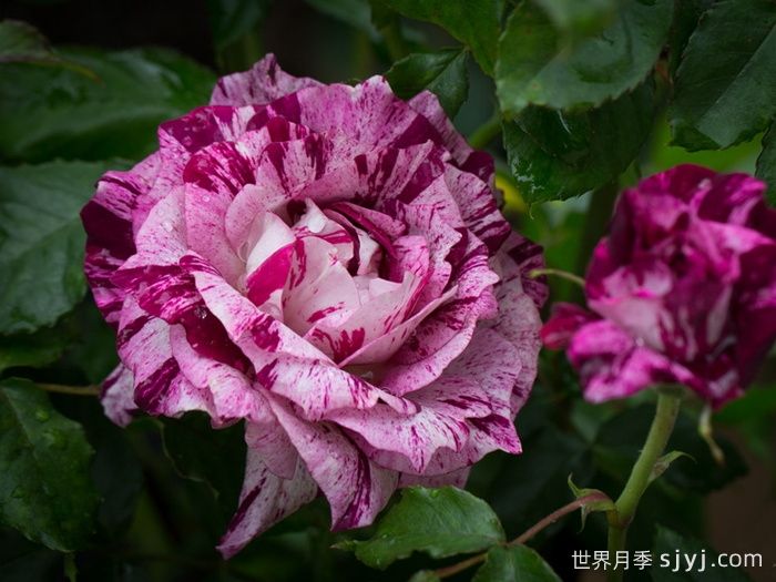 紫虎月季/胭脂虎/黑龙Purple Tiger(图1)