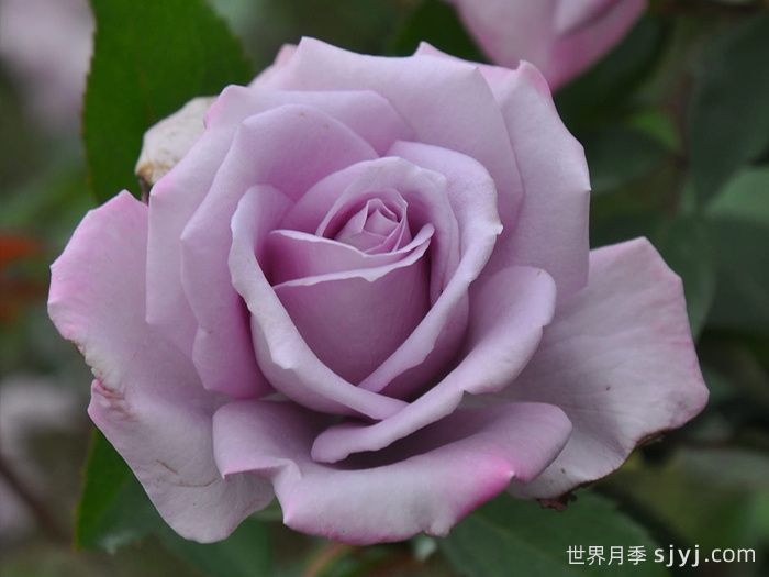 紫罗兰夫人月季Madame Violet(图2)