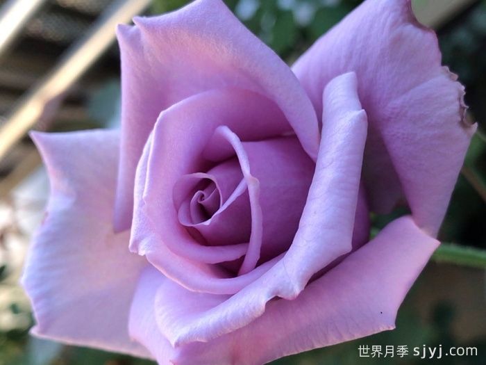 紫罗兰夫人月季Madame Violet(图3)