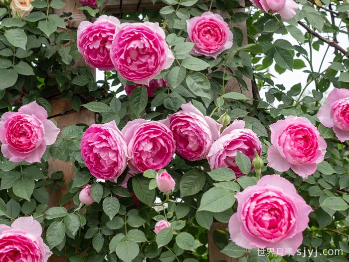 紫葡萄月季(图2)