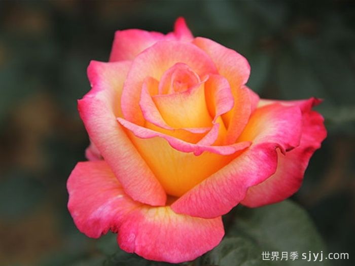 希腊之乡月季/希拉之香Incense of Greece(图1)