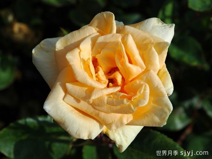 希灵顿夫人月季Lady Hillingdon(图1)