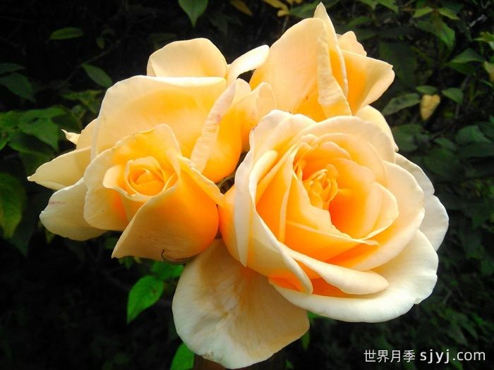 希灵顿夫人月季Lady Hillingdon(图2)