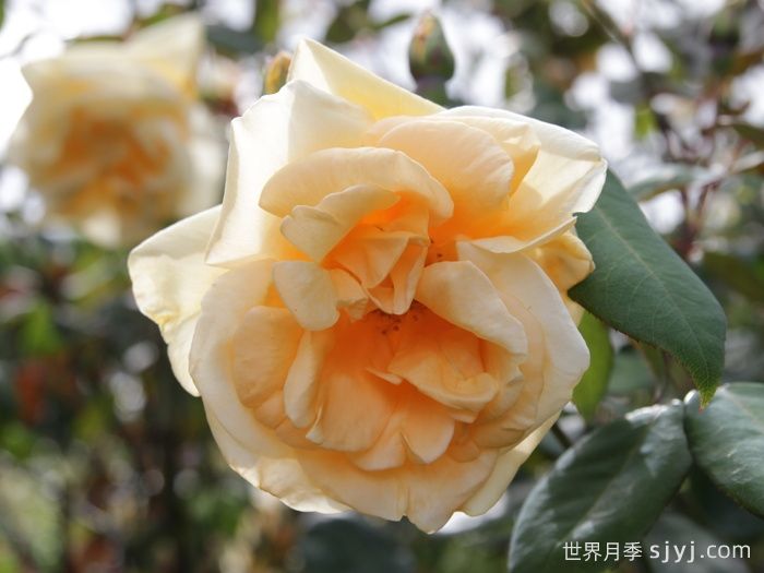 希灵顿夫人月季Lady Hillingdon(图4)