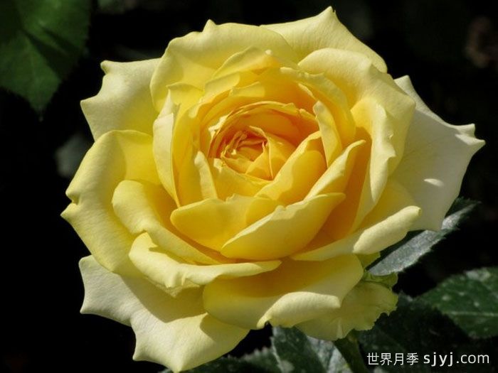 玛尔丽斯城堡月季/夏日黄金/夏日之星Marselisborg Castle(图1)