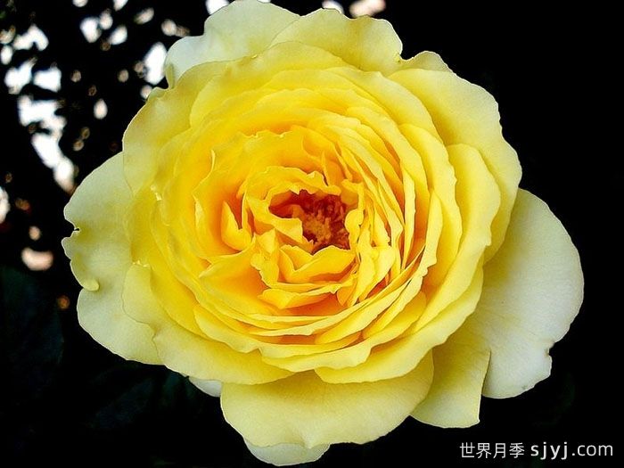 玛尔丽斯城堡月季/夏日黄金/夏日之星Marselisborg Castle(图3)