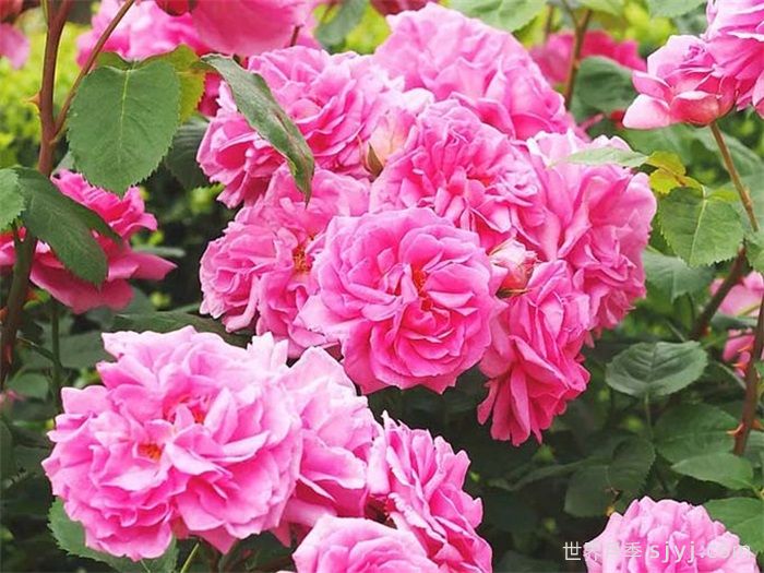 夏米安月季/查尔米安Charmian(图2)