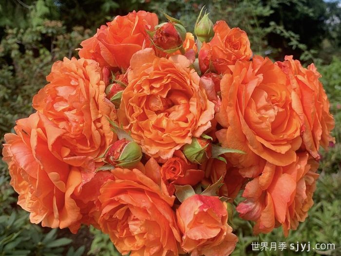 夏日炎热月季Summer Heat(图1)