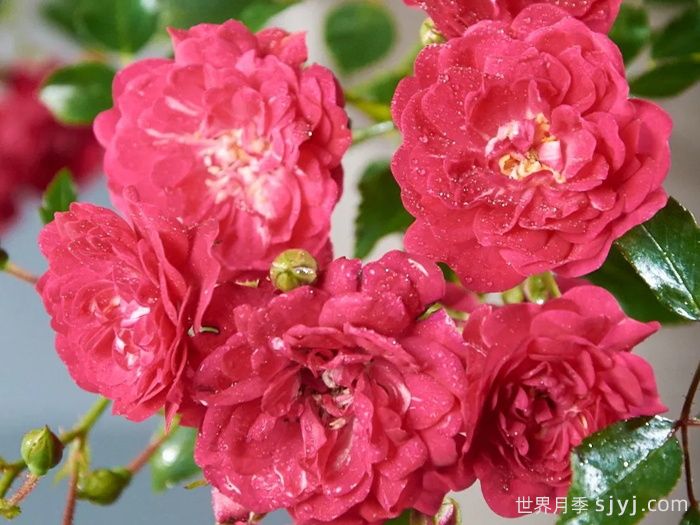 仙女皇后月季/妖精皇后Fairy Queen(图1)