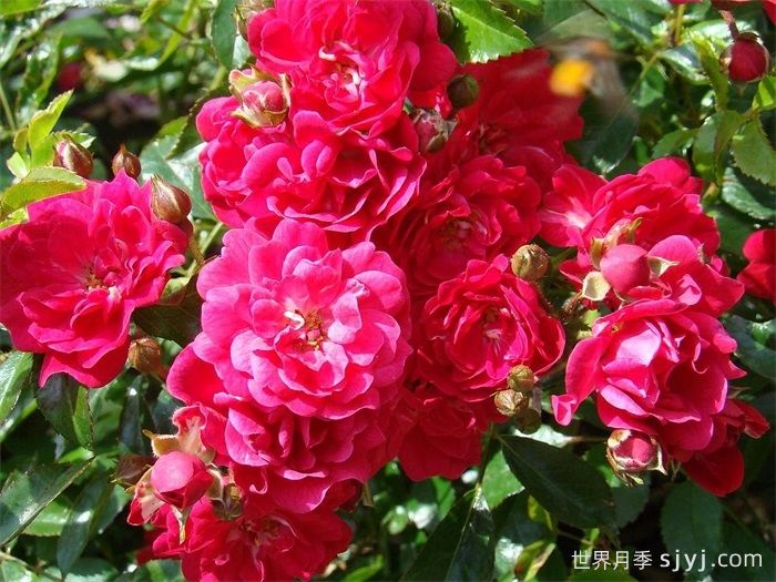 仙女皇后月季/妖精皇后Fairy Queen(图2)