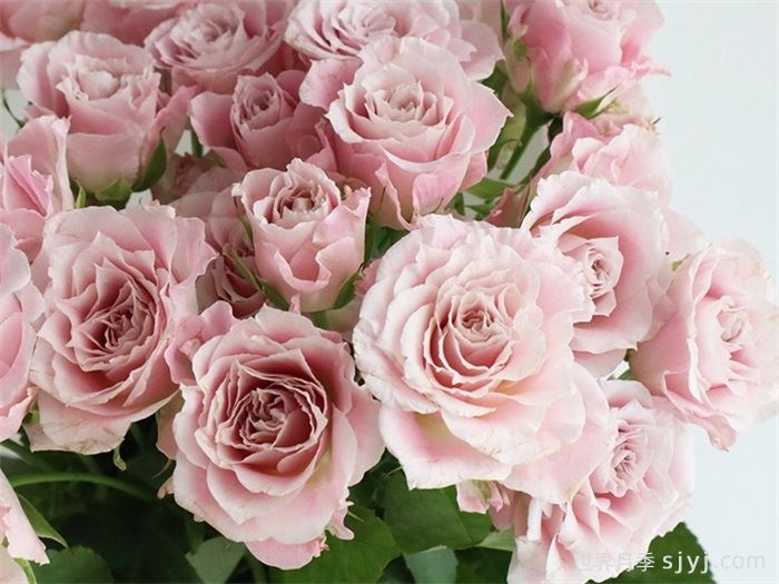 仙女罗拉月季/仙女萝拉FAIry Rora(图1)