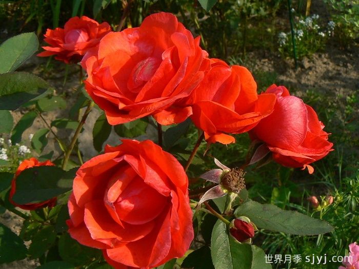 现代火焰月季/摩登火光Morden Fireglow(图1)