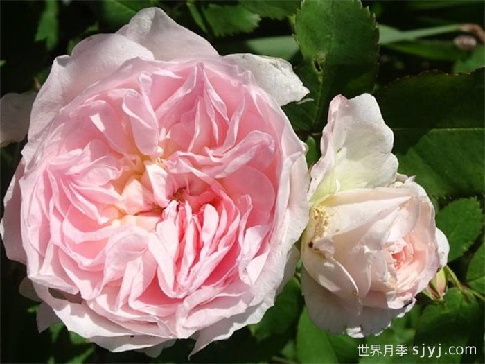 现代桃红月季/现代腮红Morden Blush(图1)