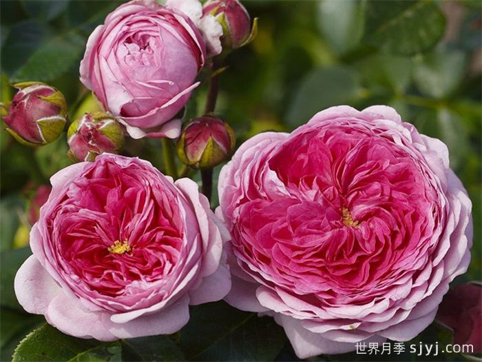 现代艺术月季Modern Art(图1)