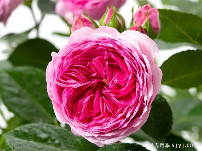 现代艺术月季Modern Art(图2)