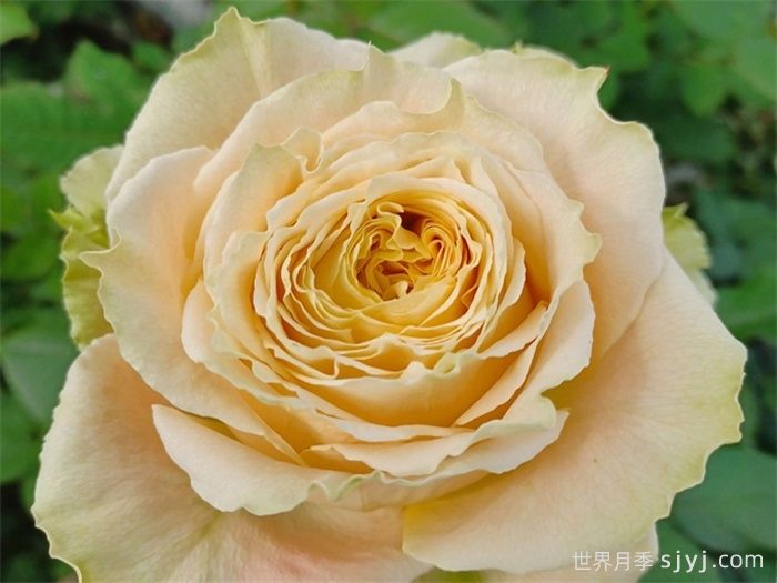 乡村芙丽达月季Country Spirit Frieda(图1)