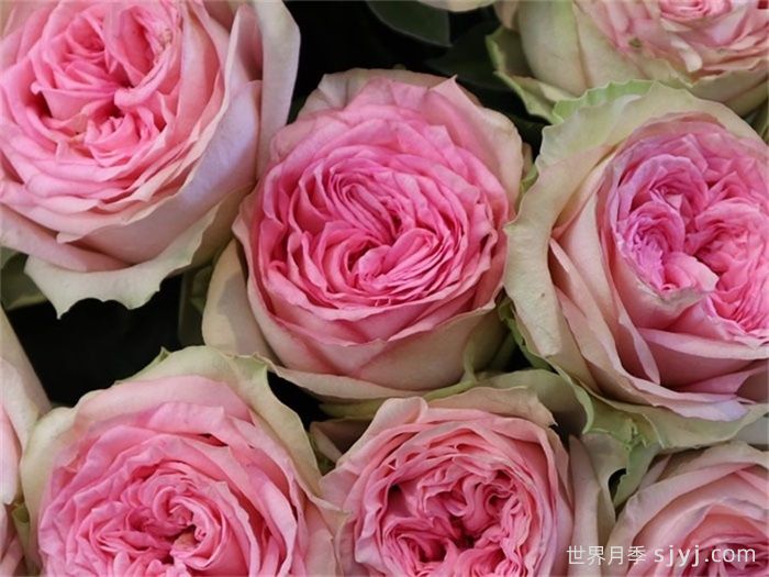 乡村公主月季Country Spirit Princess(图2)