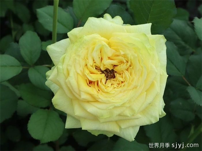 乡村蝴蝶月季Country Spirit Papillon(图1)