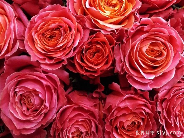 乡村花园月季Country Spirit Garden(图2)