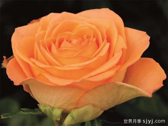 乡村家园月季Country Spirit Home(图1)