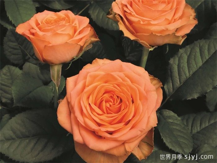 乡村家园月季Country Spirit Home(图2)