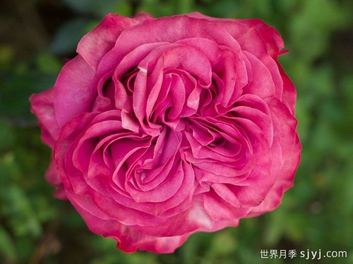 乡村蓝调月季/蓝色乡村精神Country Blues(图1)