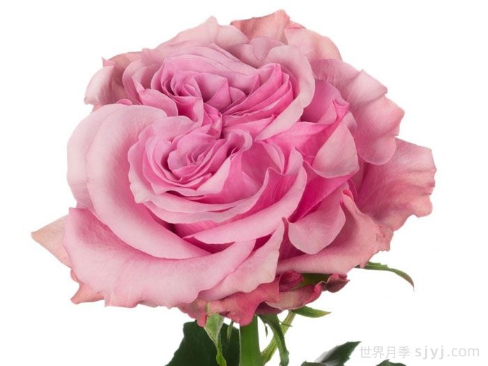 乡村蓝色月季Country Spirit Blues(图1)