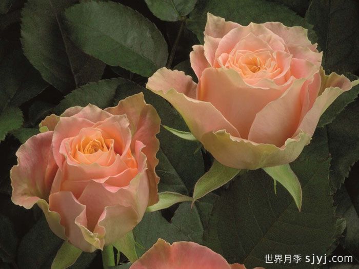 乡村路易斯月季Country Spirit Louise(图4)