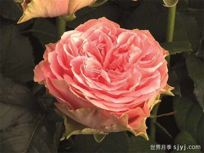 乡村女孩月季Country Spirit Girl(图1)