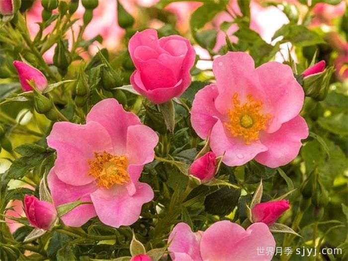 乡村女士月季Land Frauen(图1)