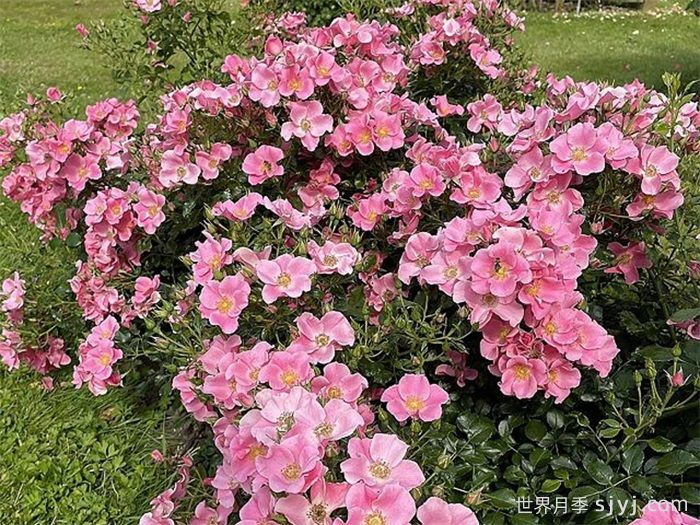 乡村女士月季Land Frauen(图2)