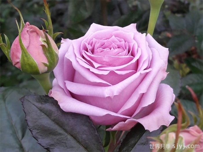 乡村音乐月季/乡村精神之歌Country Spirit Song(图1)