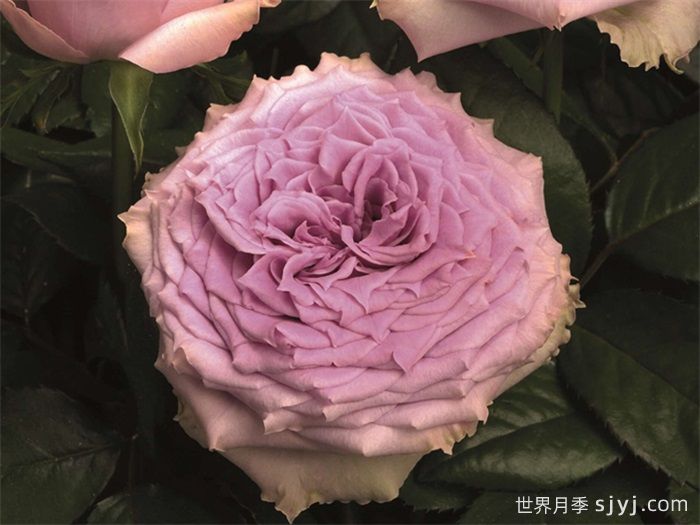 乡村音乐月季/乡村精神之歌Country Spirit Song(图3)