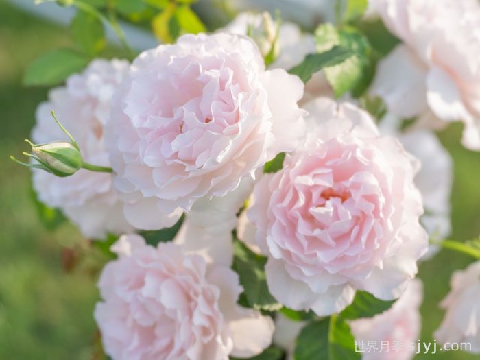 相思韵月季(图1)