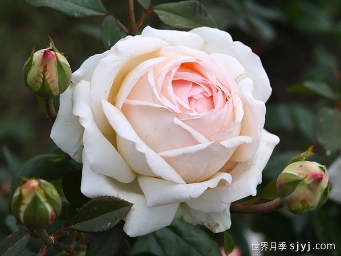 古安拉露丝月季/香槟美酒月季Gruaud Larose(图3)