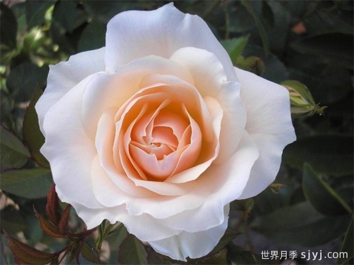 香槟愿望月季/许愿/香槟祝愿Champagne Wishes(图1)