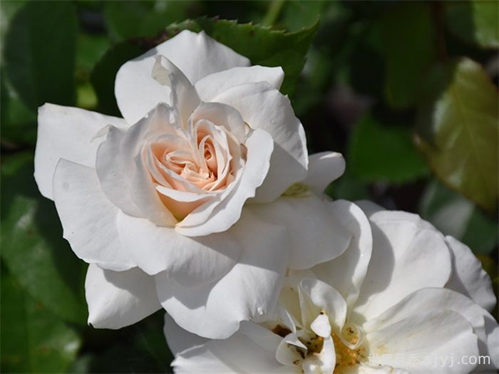 香槟愿望月季/许愿/香槟祝愿Champagne Wishes(图2)