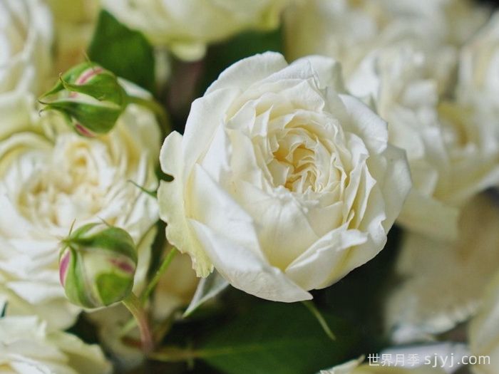 香草朱莉塔月季/香草朱丽叶塔Julieta Vanila(图1)