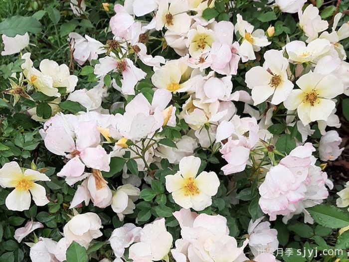 黄蝴蝶月季Yellow Butterfly(图1)