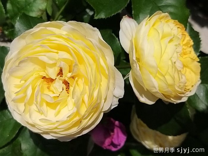 黄金城堡月季/舍韦尼城堡月季Chateau de Cheverny(图1)