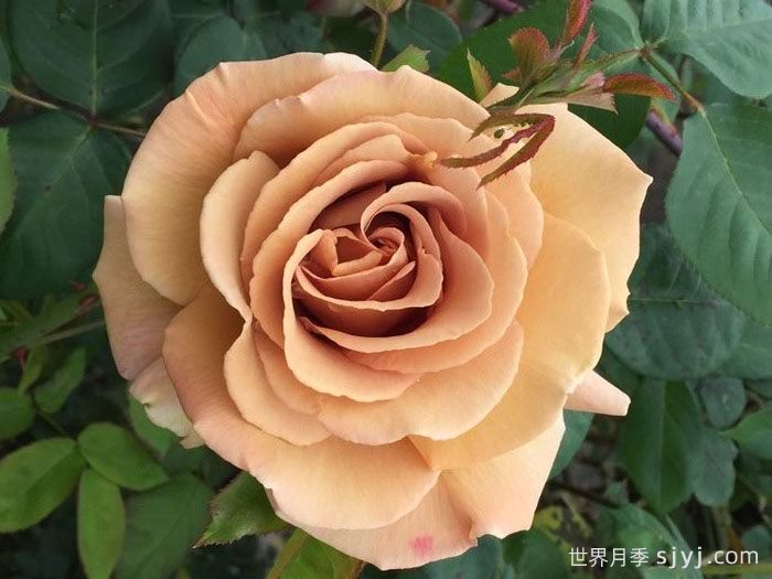 黄油硬糖月季/奶油硬糖Butterscotch(图1)