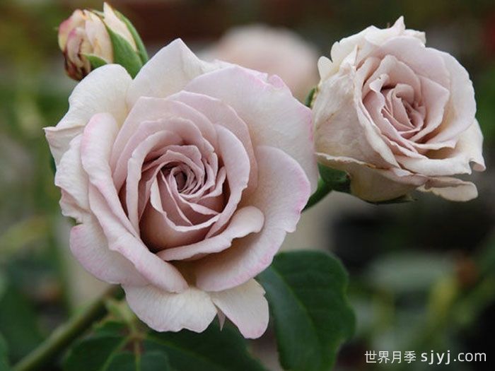 灰珍珠月季Grey Pearl(图2)